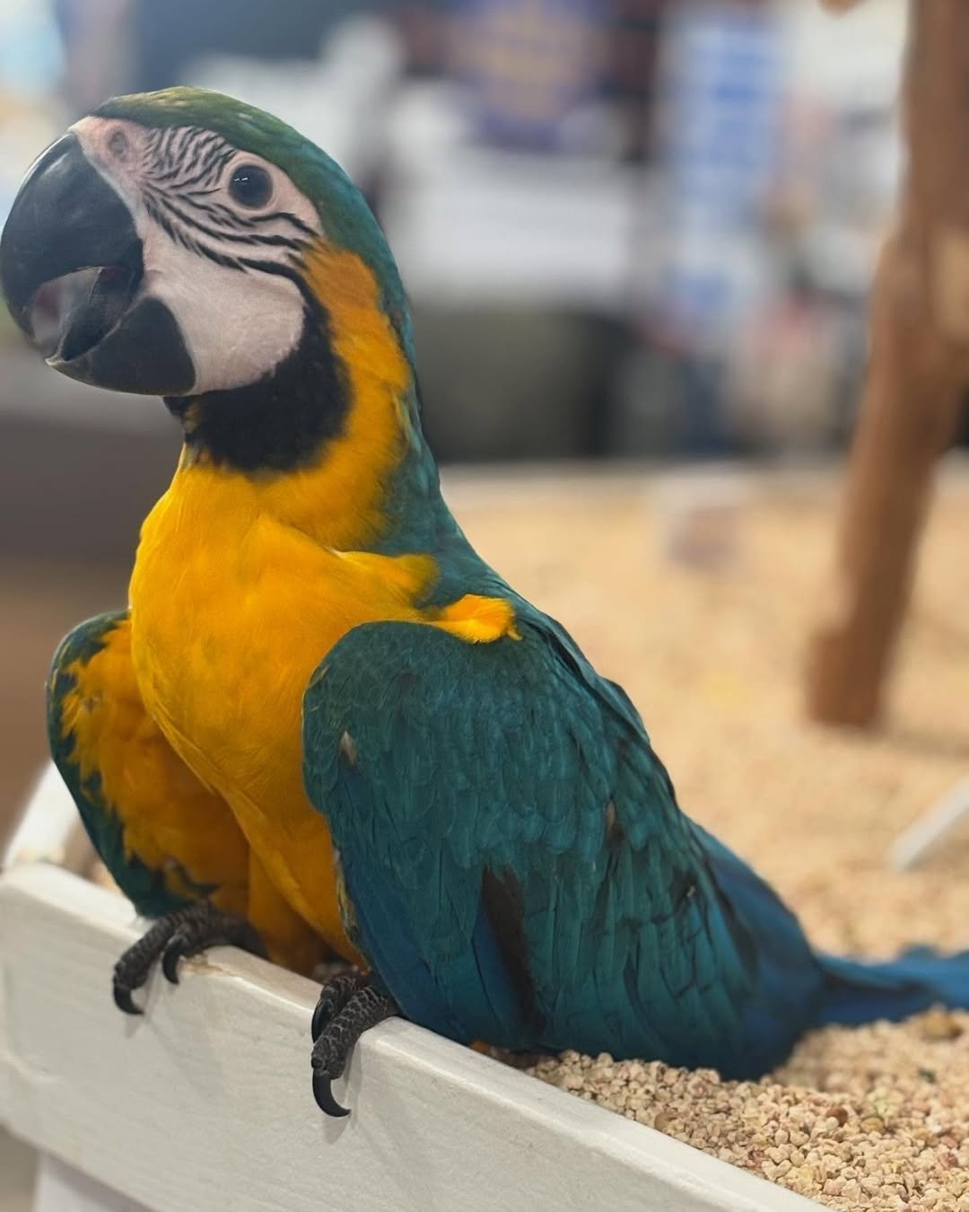 How much space does a macaw need