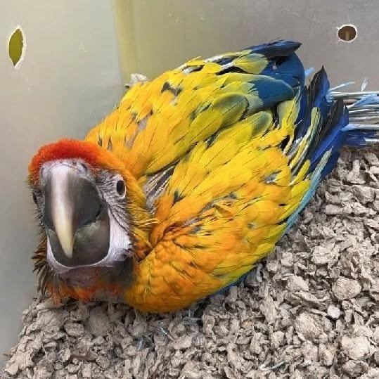 Which macaw parrots species make the best pets