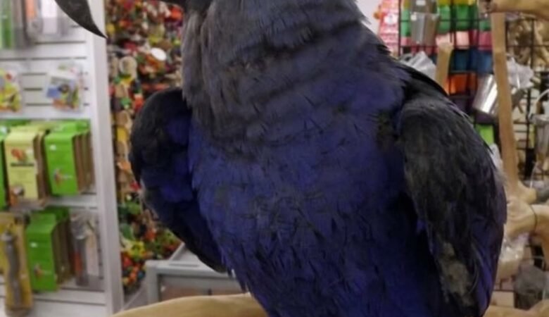 What is the average price of a macaw parrot?
