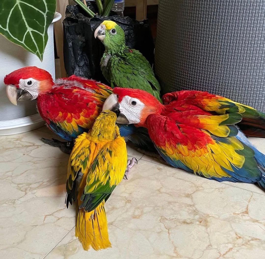 What should you look for when buying a macaw parrot