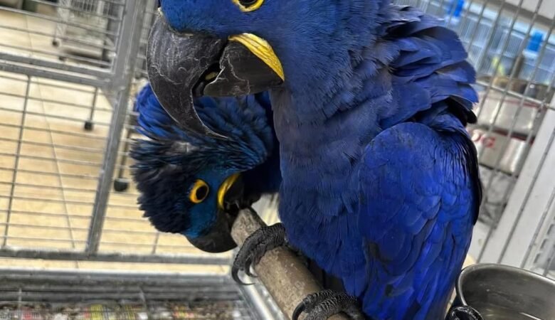 How often should I take my macaw to the vet?