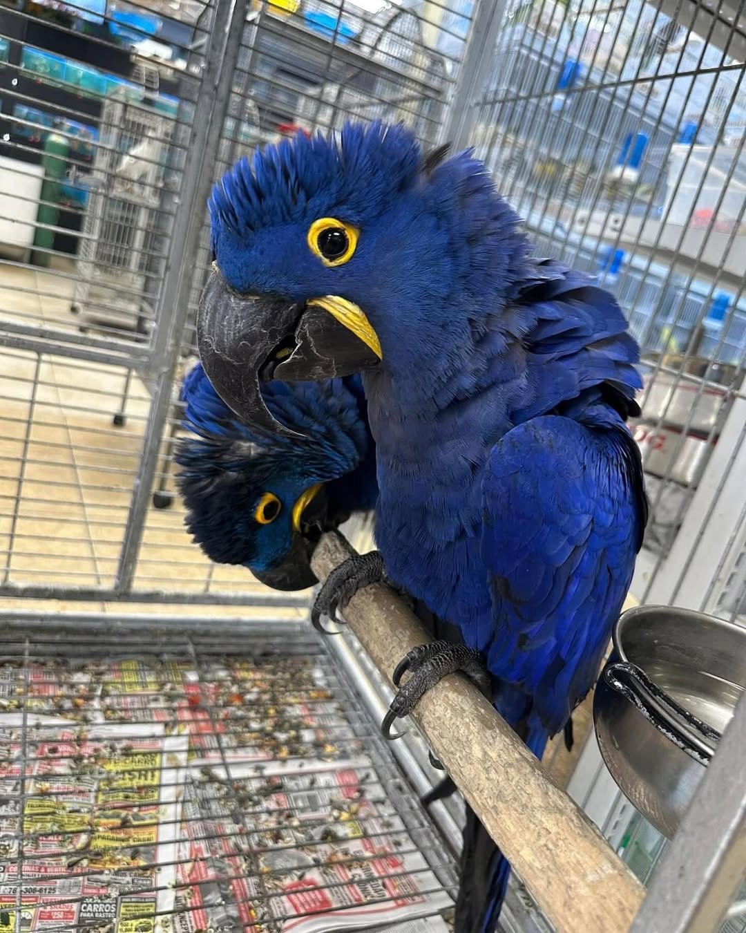 How often should I take my macaw to the vet