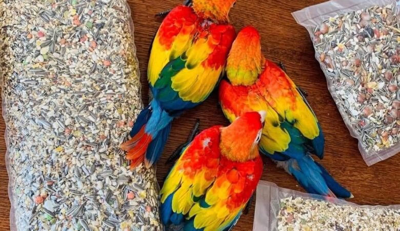 Can macaws eat fruits and vegetables?