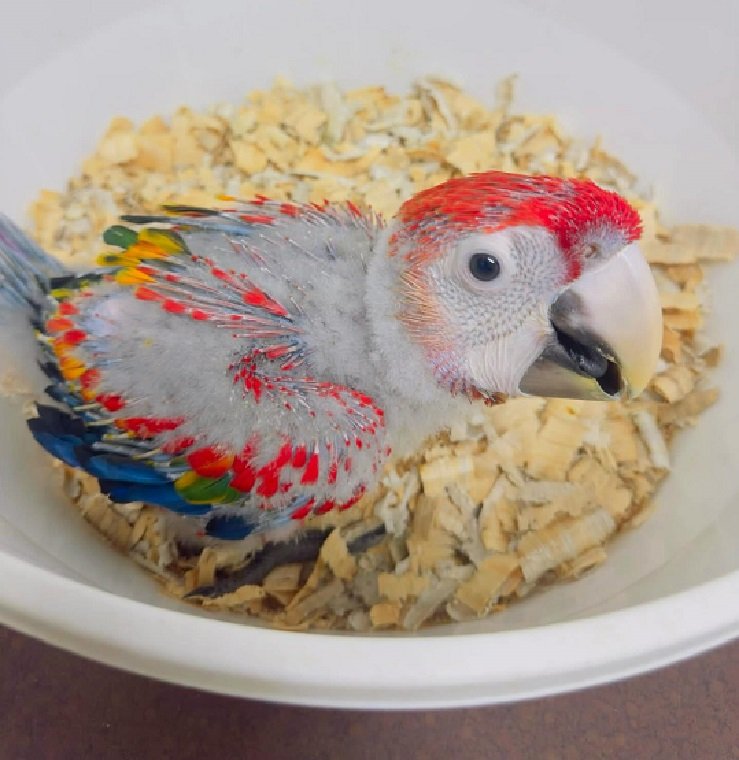How often should I feed my macaws