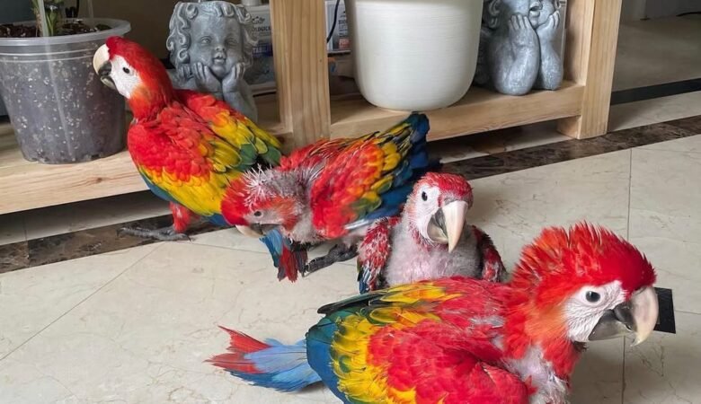 What foods are dangerous or toxic to macaws?