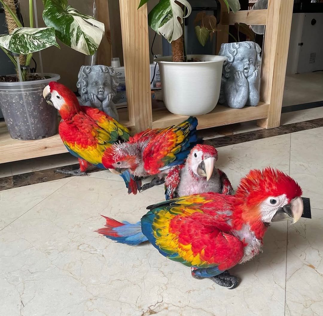 What foods are dangerous or toxic to macaws