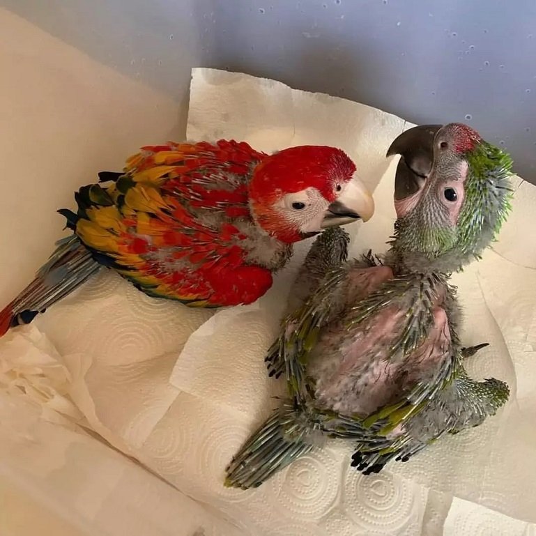 Can macaw be left alone during the day