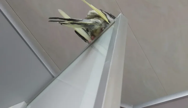 Cockatiels in Louisiana