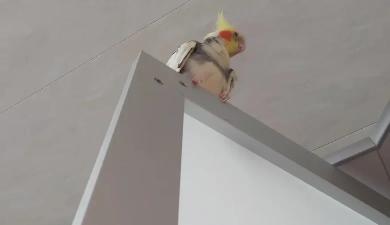 Cockatiels in Kentucky