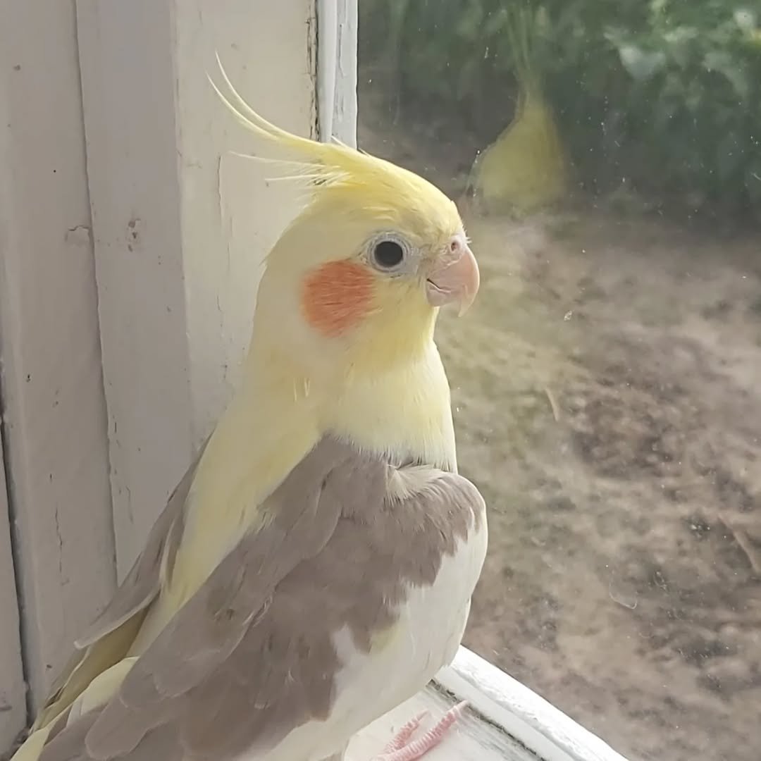 Cockatiels in Hawaii