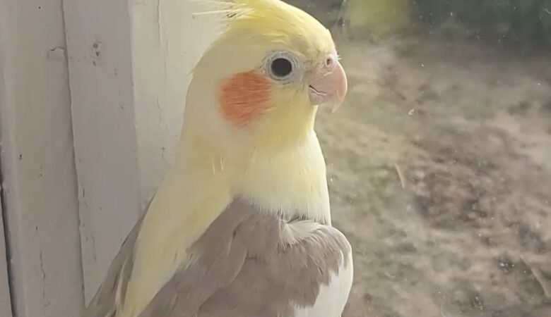 Cockatiels for sale in Alabama
