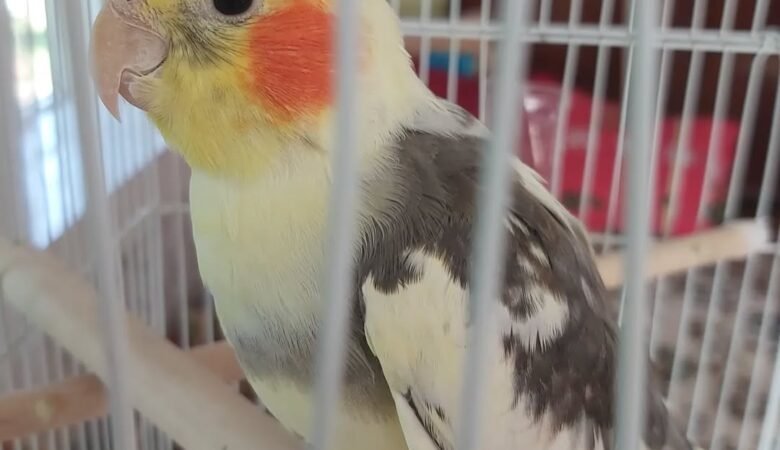 Cockatiels for sale in Alaska