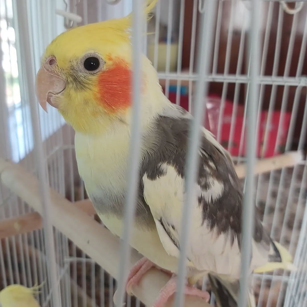 Cockatiels for sale in Alaska