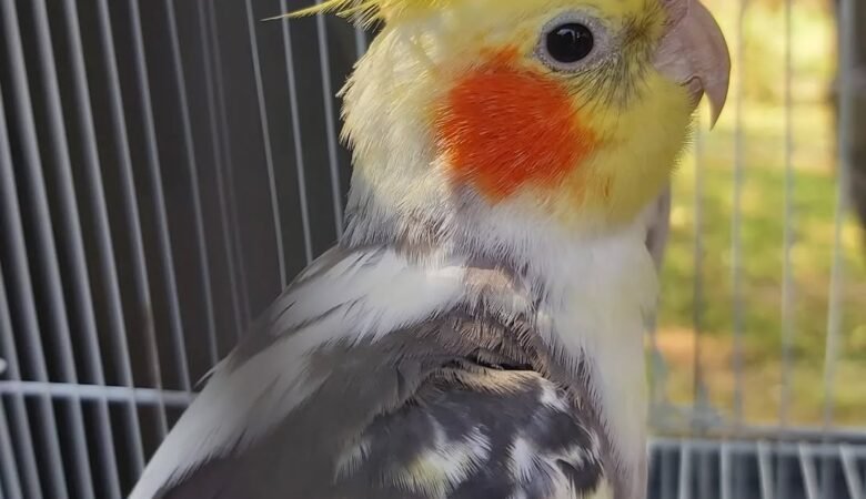 Cockatiels for sale in Arizona