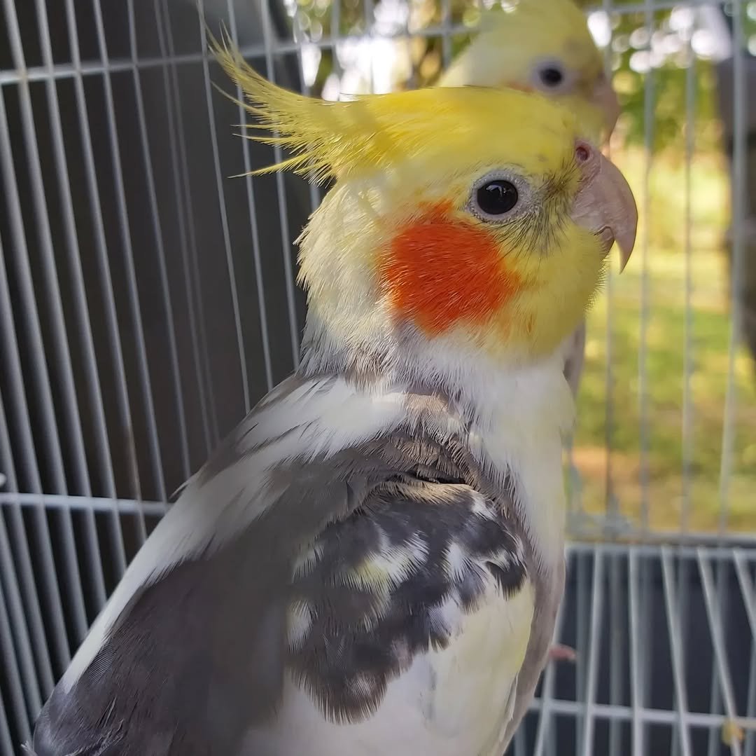 Cockatiels for sale in Arizona