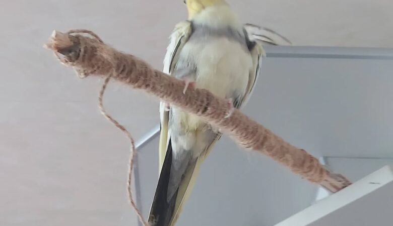 Cockatiels in Kansas