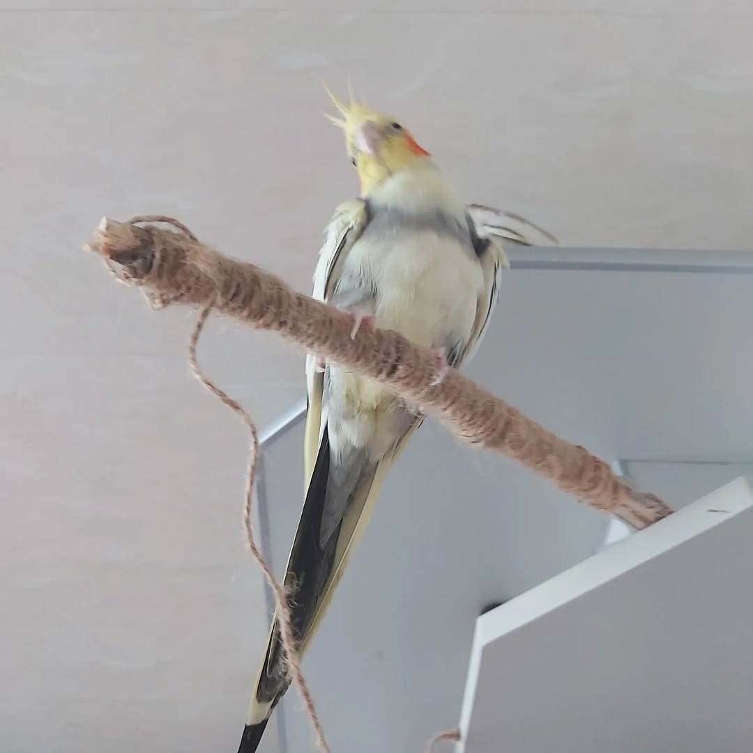 Cockatiels in Kansas