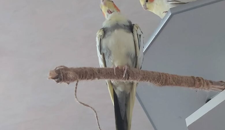 Cockatiels in Indiana