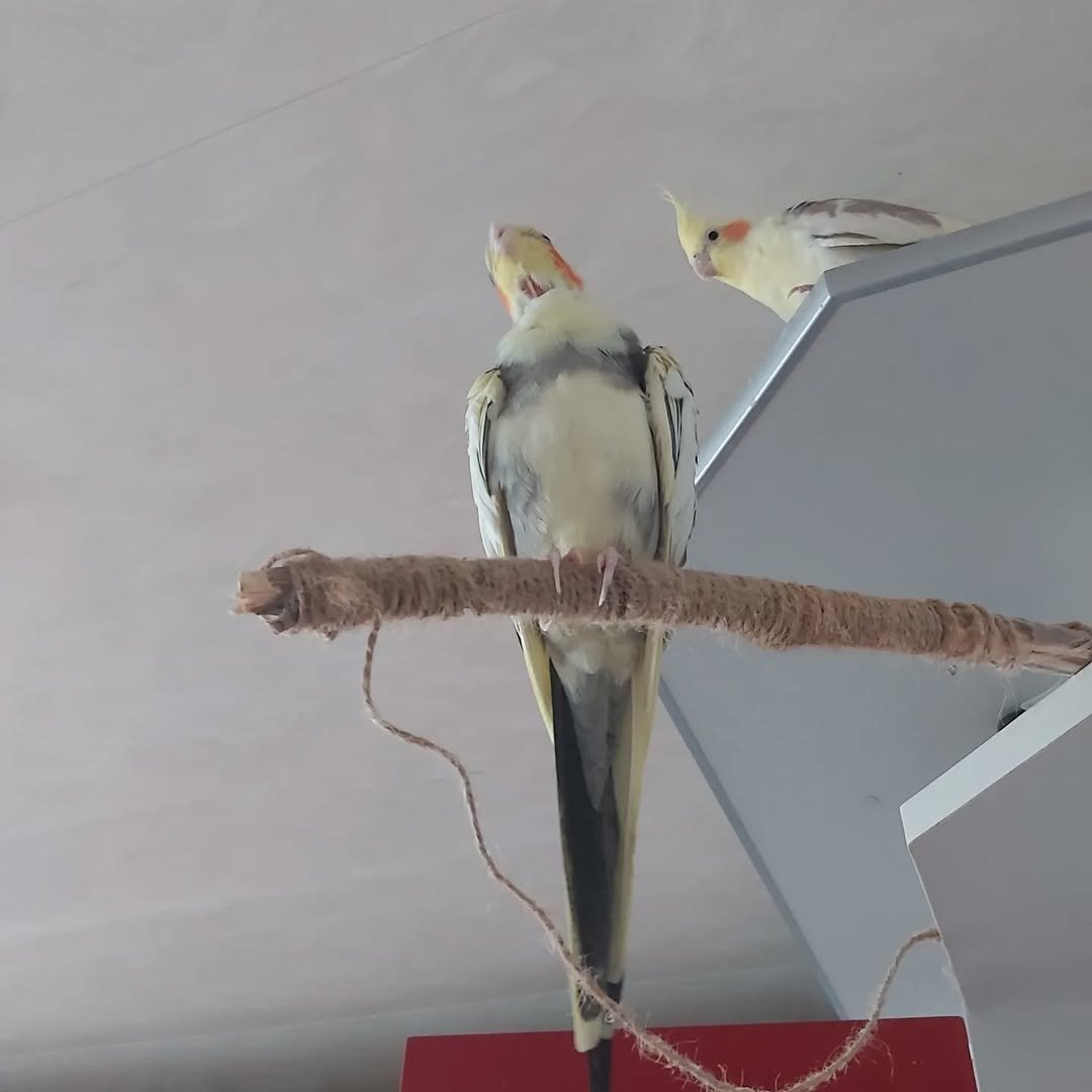 Cockatiels in Indiana