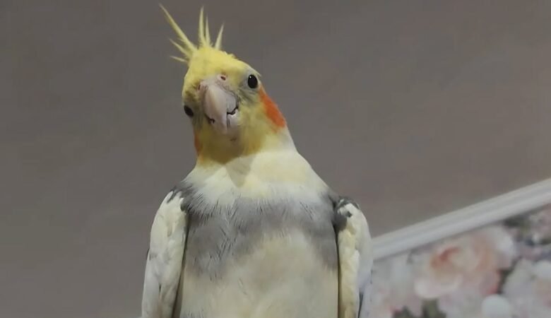 cockatiels for sale in Moreno Valley, CA
