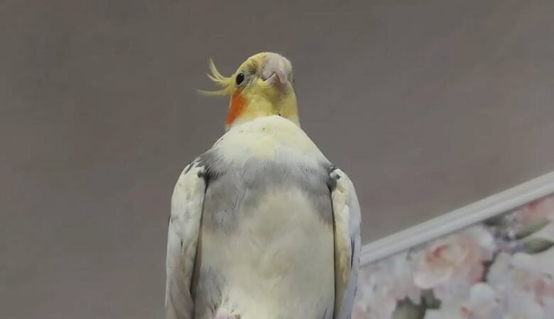 cockatiels for sale in Garden Grove, CA