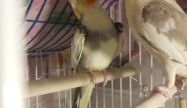 cockatiels for sale in Oceanside, CA