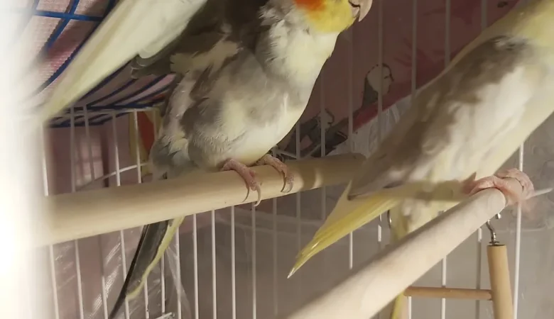 Cockatiel parrots in Montana