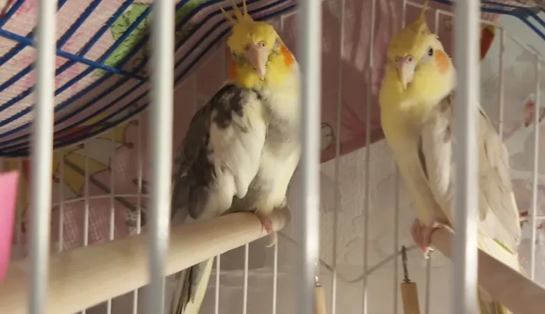cockatiels for sale in Glendale, CA