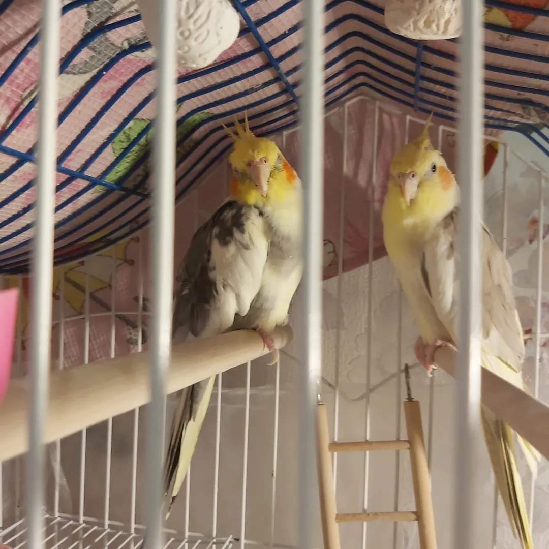 Cockatiels in Netherlands
