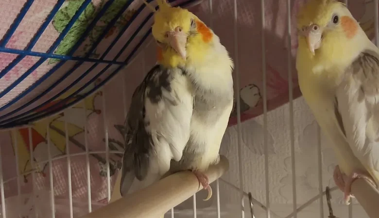 Cockatiel parrots in Nevada