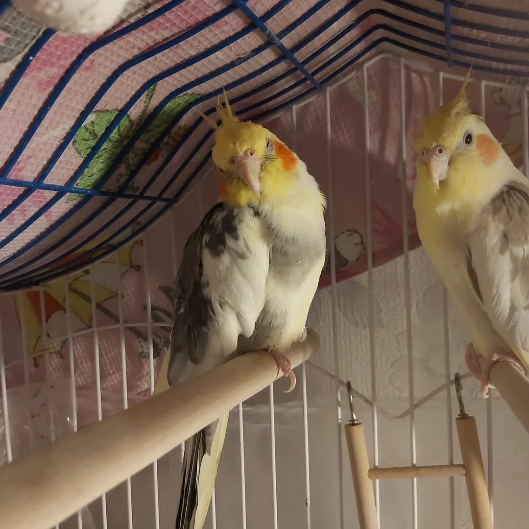 Cockatiels in Sweden