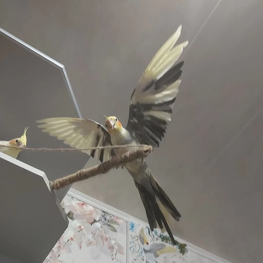 Cockatiel breeders in Norway