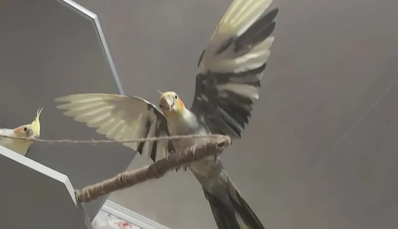 Cockatiels in Norway