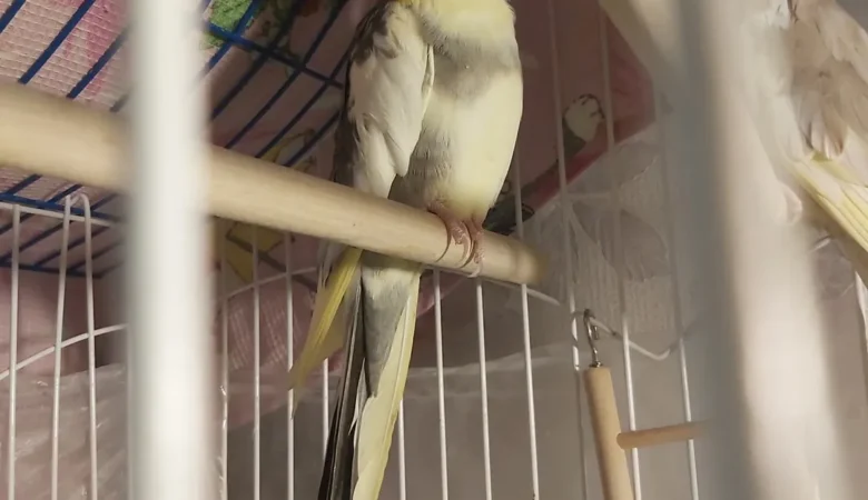 Cockatiel parrots in Massachusetts