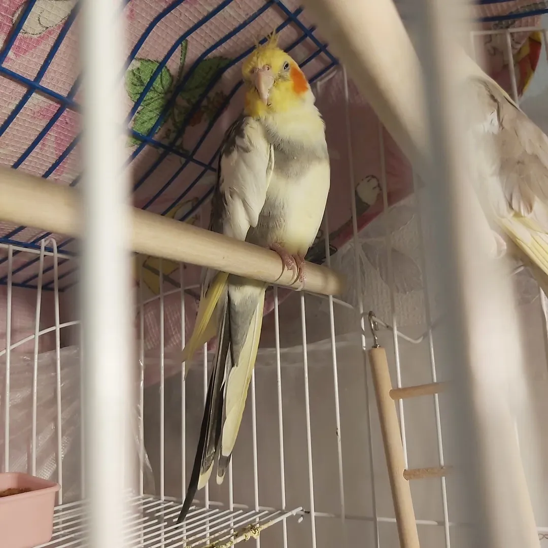 Cockatiel breeders in Denmark