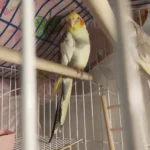 Q: Are there any specific Kansas laws I need to know about before buying a cockatiel?