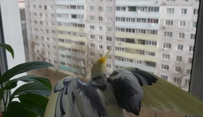 Cockatiel breeders in Sweden