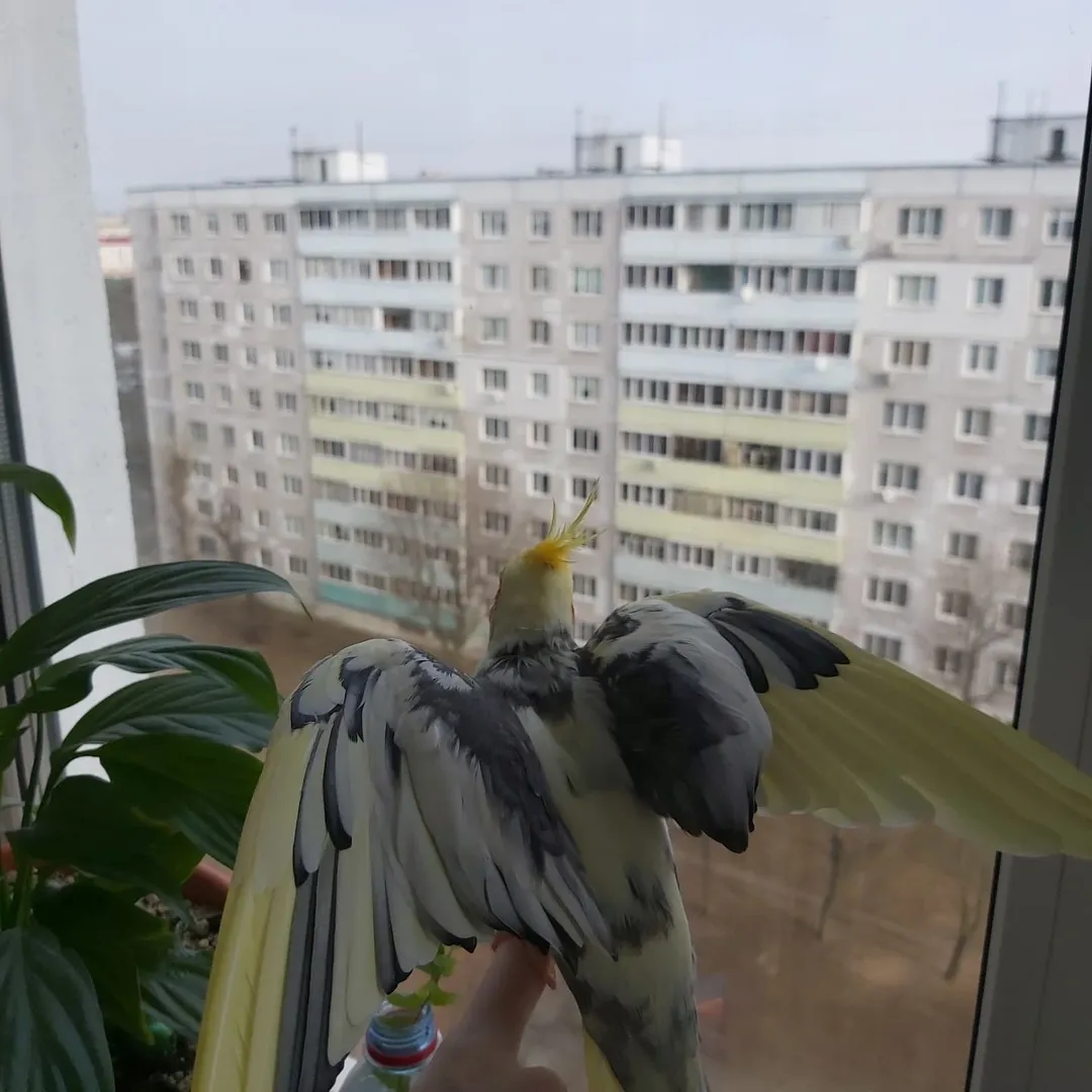 Cockatiel breeders in Sweden