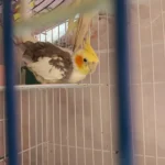Q: Are there any specific Massachusetts laws or permits I need to own a cockatiel?