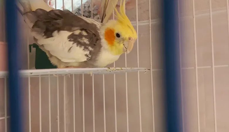 cockatiels for sale in Oxnard, CA