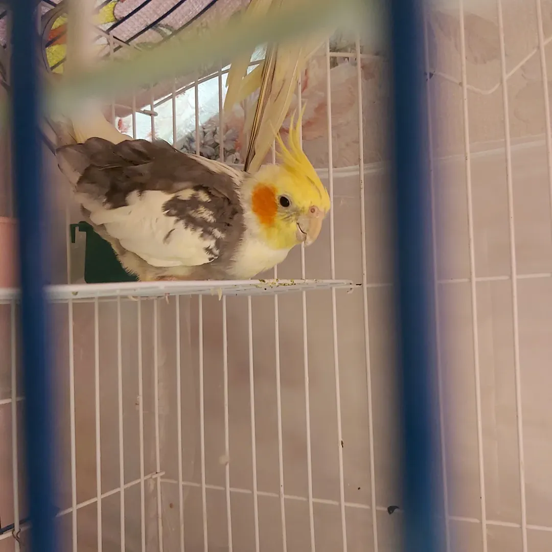 Cockatiels in Germany
