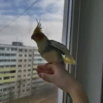 Q: Do I need a permit to own a cockatiel in Maine?
