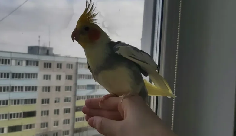 Cockatiels in Ireland