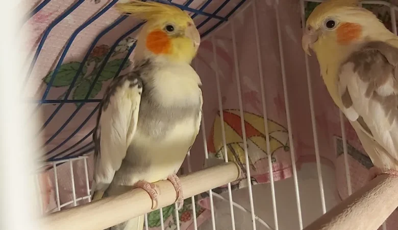 Cockatiel breeders in France