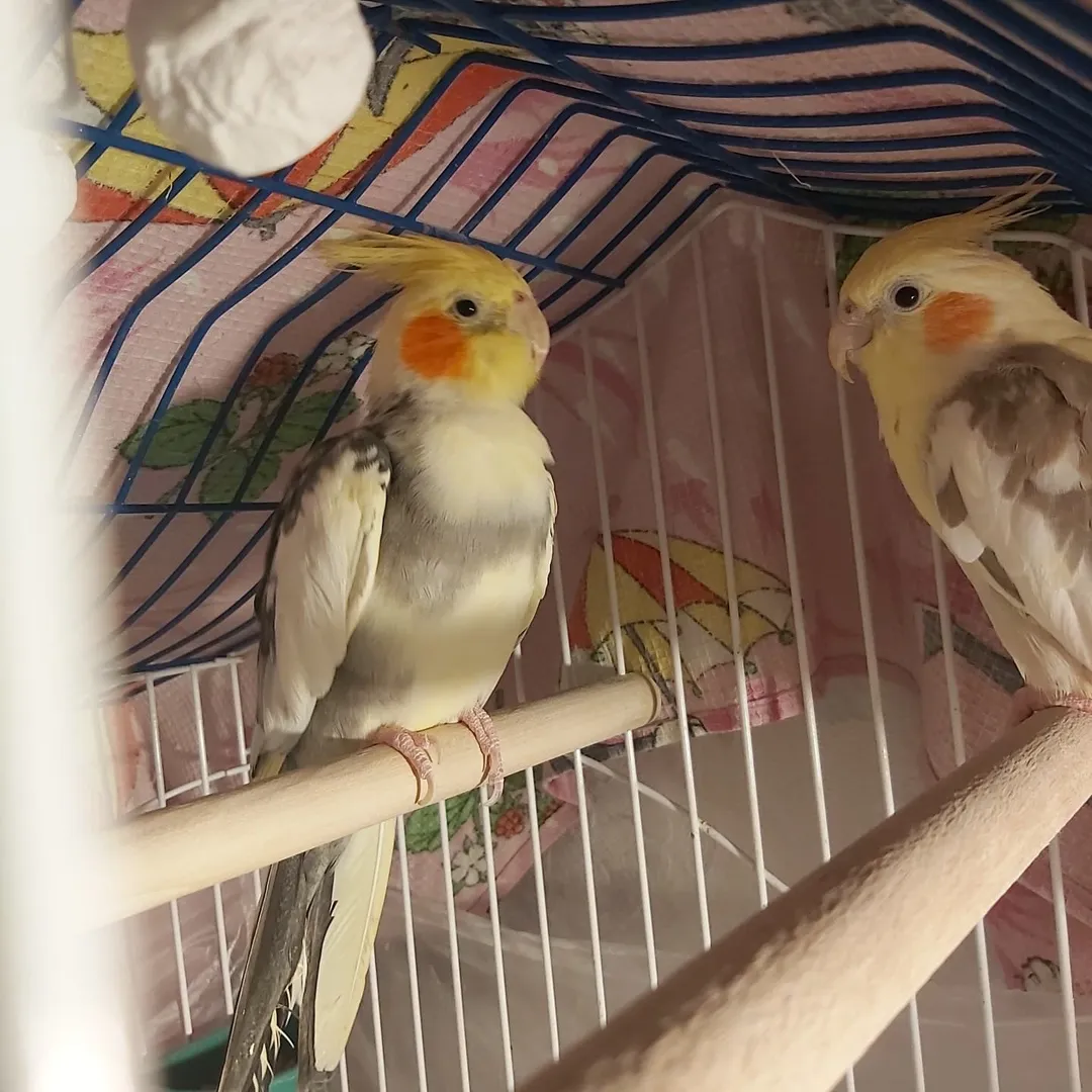 Cockatiel breeders in France