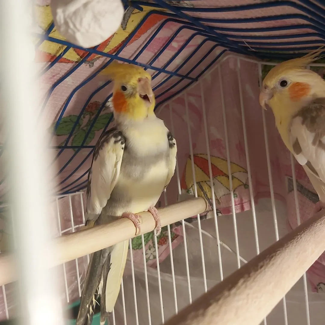 Cockatiel breeders in Netherlands