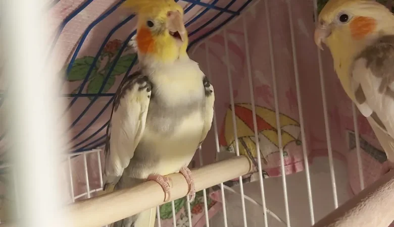 Cockatiels in Mexico
