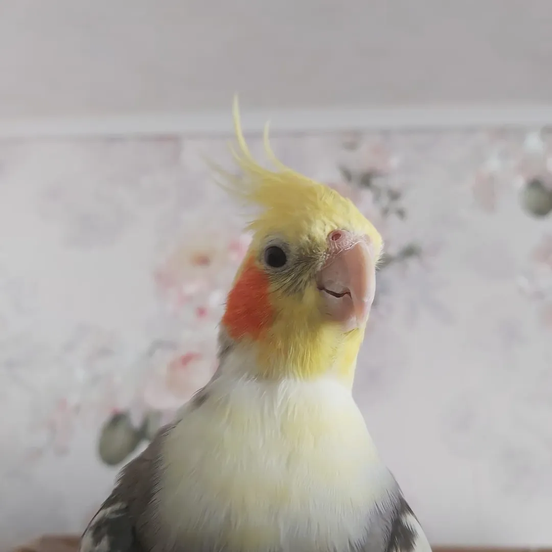 Cockatiel breeders in United Kingdom