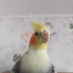Q: Are there any specific bird-safe travel tips for moving a cockatiel between Louisville and Lexington?