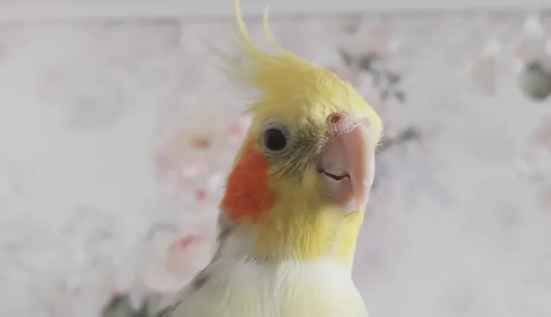 Cockatiel breeders in Iowa